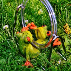frog-1499065_1280